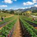 Vasta produção de frutas vermelhas que abastece o país e campos serranos cobertos por plantações rigorosamente cuidadas: os segredos desta capital rural