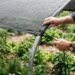 Adeus, samambaias com folhagem queimada pelo sol da tarde: nova instalação de tela de sombreamento de 50% protege as frondes sem reter excesso de calor, segundo jardineiros
