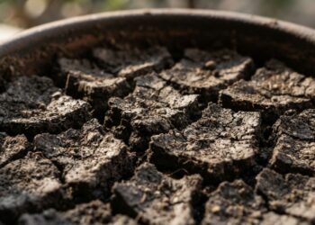 Como recuperar um vaso de plantas que ficou seco demais a ponto de a terra repelir a água, segundo jardineiros