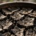 Como recuperar um vaso de plantas que ficou seco demais a ponto de a terra repelir a água, segundo jardineiros
