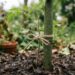 Adeus, mudas recém-plantadas que tombam com o vento: nova técnica de tutoramento com estacas de bambu e laço em formato de oito protege o caule sem estrangulá-lo, segundo paisagistas
