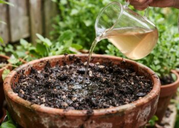 Despejar vinagre de maçã diluído no solo da azaleia uma vez por mês: para que serve e quais são os seus benefícios?