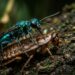 Vespa-joia verde-metálica inserindo o ferrão na cabeça de uma barata marrom sobre casca de árvore rústica.