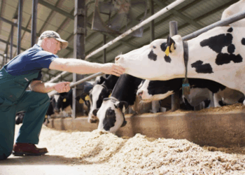 Agroleite: Elanco destaca 90 Dias Vitais para a pecuária leiteira