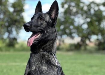 Ciência e desempenho em campo: Projeto Maxx Atleta Dogs