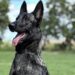 Ciência e desempenho em campo: Projeto Maxx Atleta Dogs