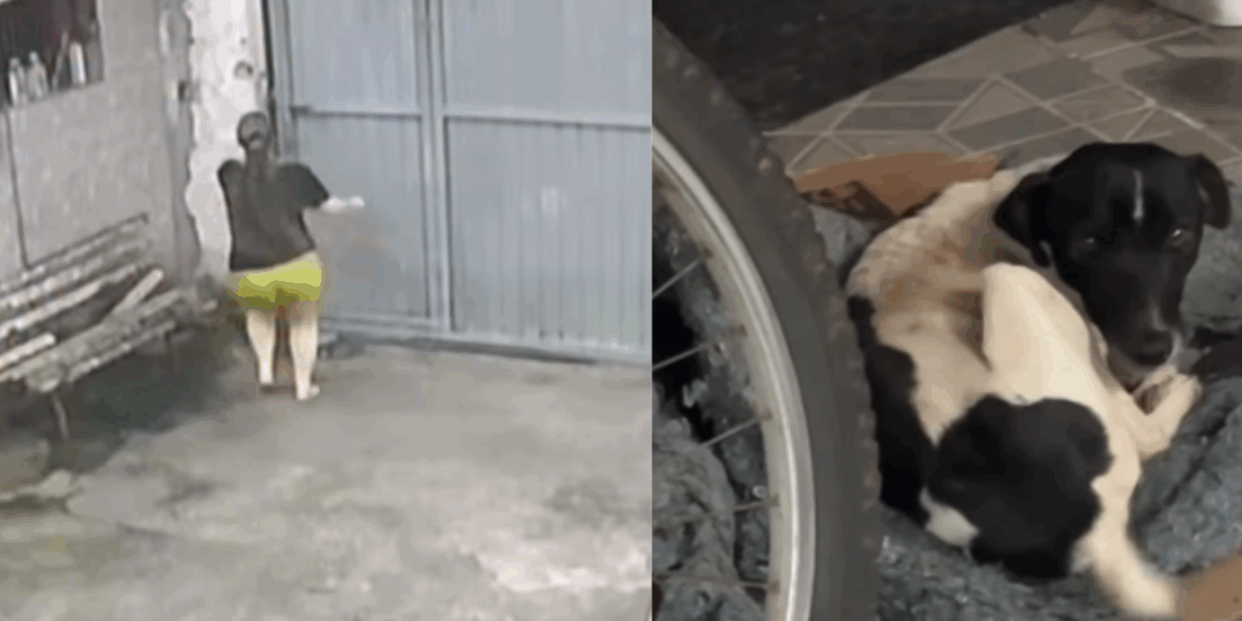Fisioterapeuta para atendimento ao ouvir gritaria e resgata cãozinho atacado na rua: "Nossa família aumentou!"