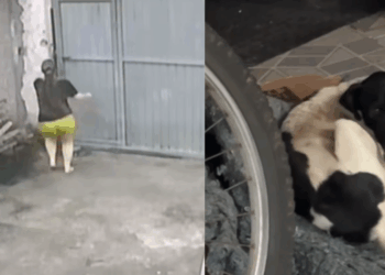 Fisioterapeuta para atendimento ao ouvir gritaria e resgata cãozinho atacado na rua: "Nossa família aumentou!"