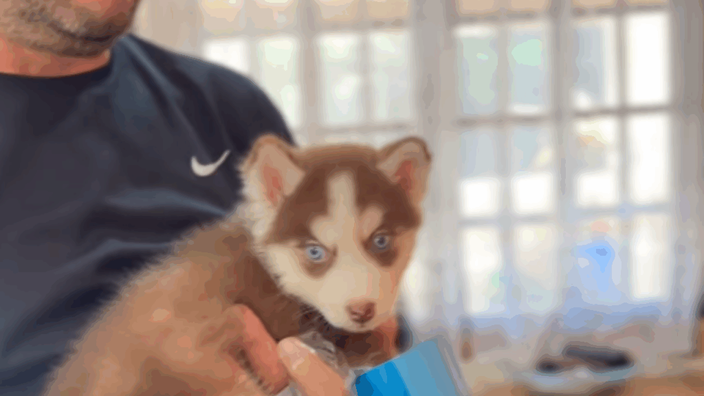 Pais entregam carta surpresa para filha após perda de cachorro e emocionam com filhote: "Para te fazer sorrir"