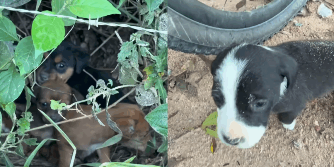 Pais entregam carta surpresa para filha após perda de cachorro e emocionam com filhote: "Para te fazer sorrir"