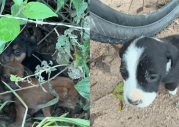 Pais entregam carta surpresa para filha após perda de cachorro e emocionam com filhote: "Para te fazer sorrir"
