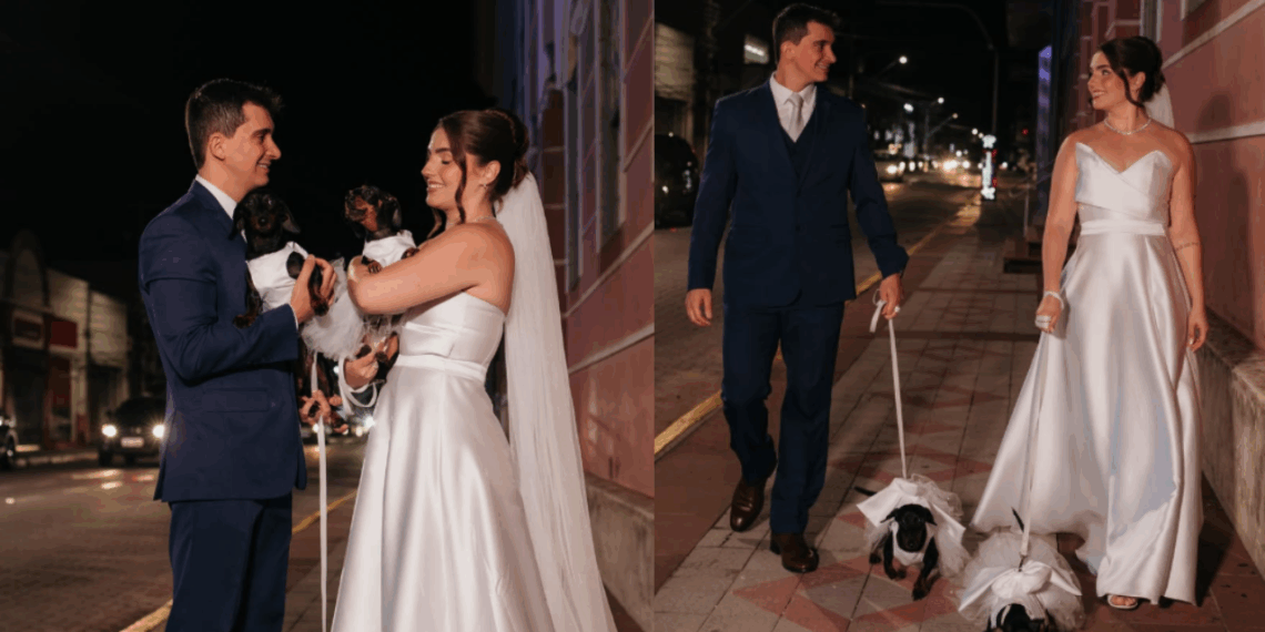 Casal tenta ensaio elegante com cadelas dachshunds no casamento, mas resultado diverte a web: "Outros planos"