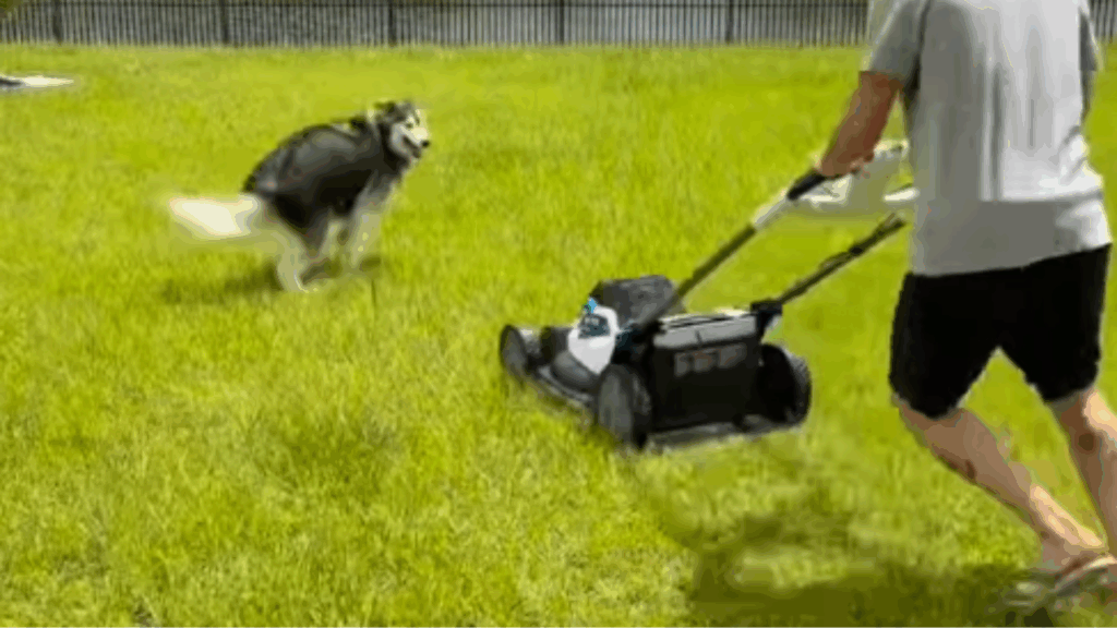 Tutora se emociona ao ver reação de pet e vídeo viraliza: husky conhece quintal pela primeira vez: "Valeu a pena