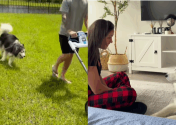 Tutora se emociona ao ver reação de pet e vídeo viraliza: husky conhece quintal pela primeira vez: "Valeu a pena