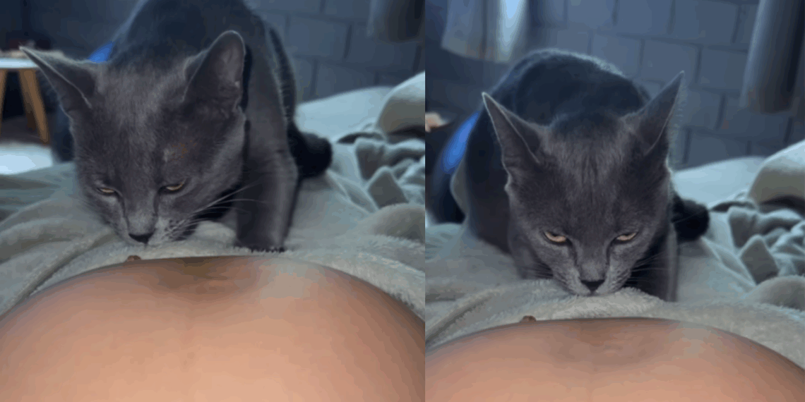 Mãe recusa conselhos de afastar gata do recém-nascido e flagra pet fofa e atenciosa: "Gato dando banho em bebê"