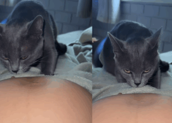Mãe recusa conselhos de afastar gata do recém-nascido e flagra pet fofa e atenciosa: "Gato dando banho em bebê"