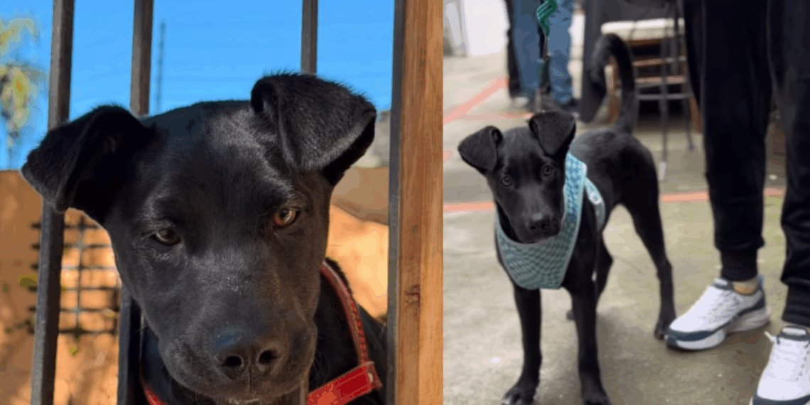 "Ninguém nos olhou": cães voltam desolados da feira de adoção e vídeo gera comoção na web