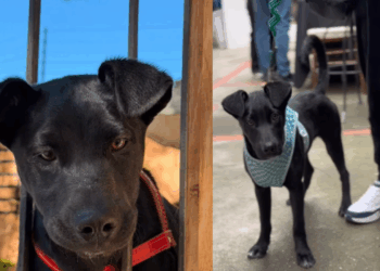 "Ninguém nos olhou": cães voltam desolados da feira de adoção e vídeo gera comoção na web