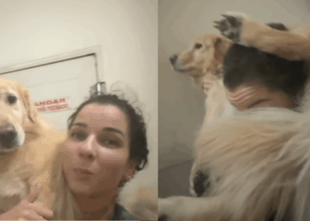 Jovem sobe 19 andares com golden retriever nas costas para proteger cadela sem luz no prédio: "O temido dia chegou"
