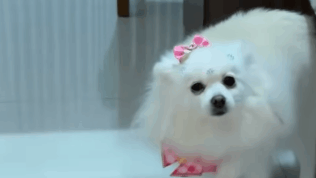"Drama de cinema": cachorrinha imita irmã humana mancando para ganhar carinho e vídeo viraliza