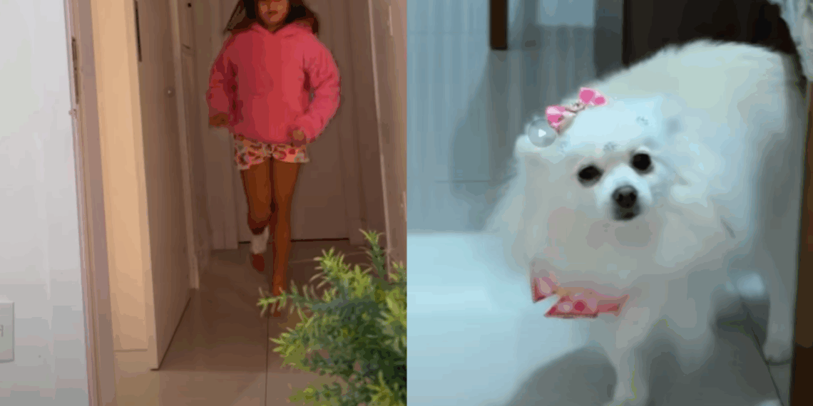 "Drama de cinema": cachorrinha imita irmã humana mancando para ganhar carinho e vídeo viraliza