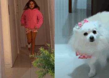 "Drama de cinema": cachorrinha imita irmã humana mancando para ganhar carinho e vídeo viraliza