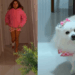 "Drama de cinema": cachorrinha imita irmã humana mancando para ganhar carinho e vídeo viraliza