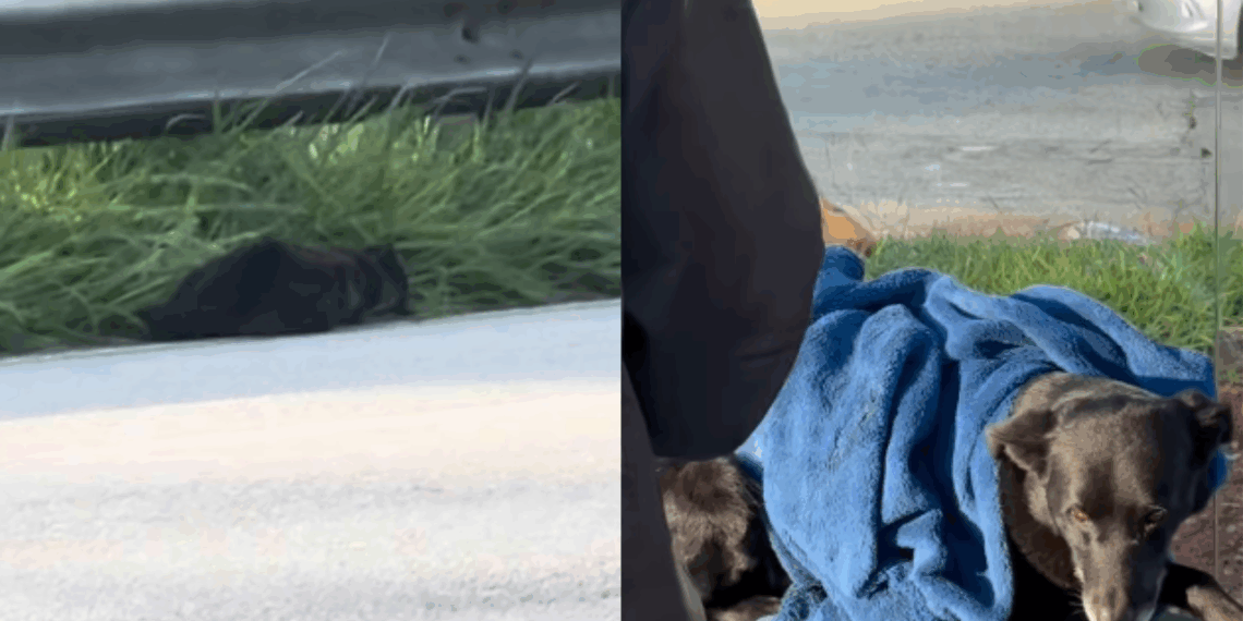 "Foi alinhamento divino": mulher salva cão ferido na rodovia ao parar para filmar capivaras