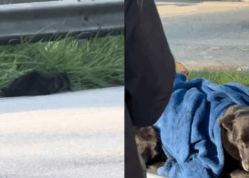 "Foi alinhamento divino": mulher salva cão ferido na rodovia ao parar para filmar capivaras
