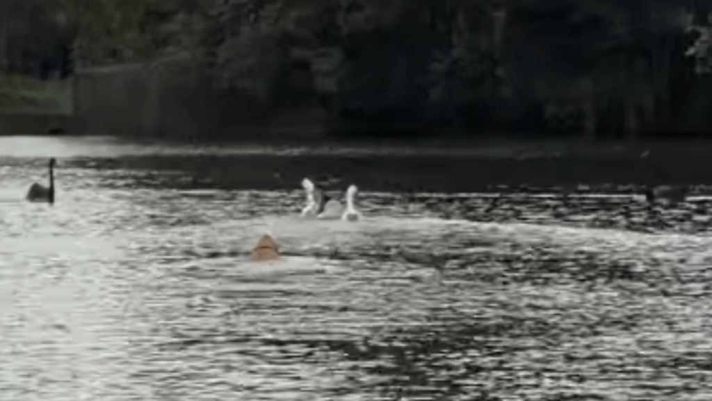Tutora escorrega no barro e Golden aproveita a oportunidade para perseguir patos em lago: "Bob, volta aqui!"