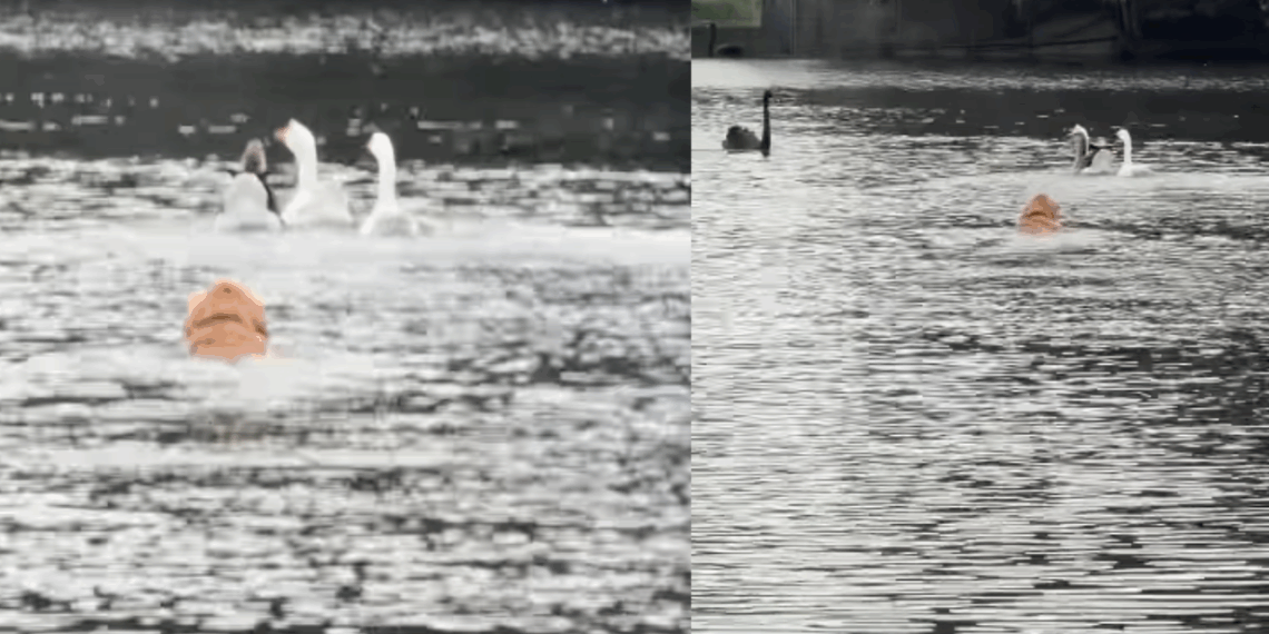 Tutora escorrega no barro e Golden aproveita a oportunidade para perseguir patos em lago: "Bob, volta aqui!"