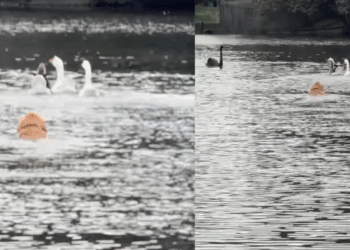 Tutora escorrega no barro e Golden aproveita a oportunidade para perseguir patos em lago: "Bob, volta aqui!"