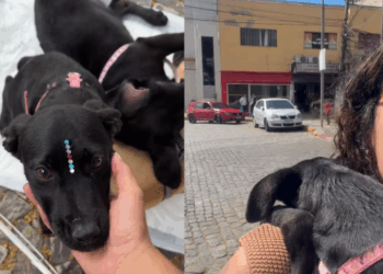 Jovem sai de casa para fazer as unhas e volta acompanhada após feira de adoção de animais: "Só tinha sobrado ela"