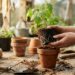 Plantar a muda tirada do saquinho sem abrir e soltar as raízes enroladas impede que a árvore crie sustentação e ela pode tombar no futuro