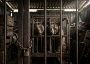 Urso-lua com pelagem preta e mancha clara em formato de crescente no peito olhando por trás de grades de ferro em um cômodo escuro no Vietnã.