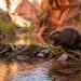 Castor-americano sobre represa de galhos e lama em riacho cercado por cânions áridos de Utah