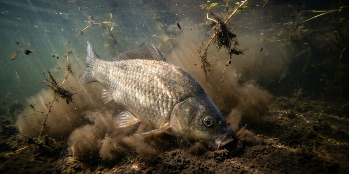 Carpa-prussiana enterrando o focinho no lodo do fundo de um lago e levantando uma nuvem escura de sedimentos na água.