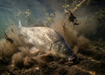 Carpa-prussiana enterrando o focinho no lodo do fundo de um lago e levantando uma nuvem escura de sedimentos na água.