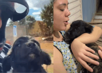 Filhote adotado chega quieto demais e família se preocupa; no dia seguinte, eles entendem o motivo