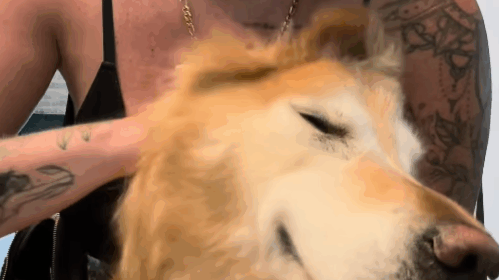 Cachorra golden vira 'unicórnio' após acidente de nascimento e encanta a internet com sua história de superação