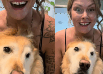 Cachorra golden vira 'unicórnio' após acidente de nascimento e encanta a internet com sua história de superação