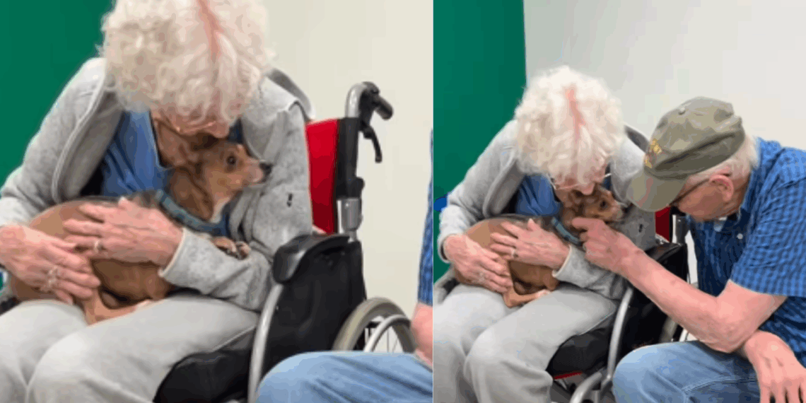 Idosa de 90 anos pede à filha um cachorro e ganha a melhor companhia para seus dias na cadeira de rodas