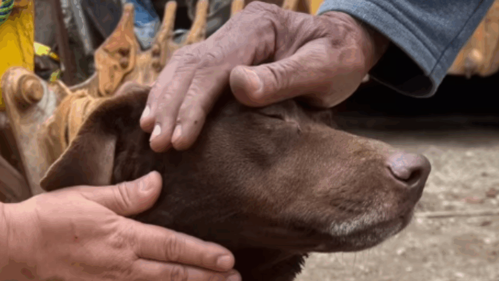 "Não sirvo para guarda": cãozinho dócil sofre ataques em fábrica por não ter instinto territorial e busca uma família