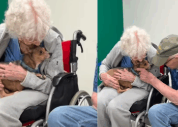 Idosa de 90 anos pede à filha um cachorro e ganha a melhor companhia para seus dias na cadeira de rodas