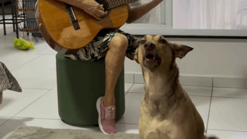 Resgatada de um lixão, vira-lata Peggy aprende a cantar no momento certo e faz sucesso na internet