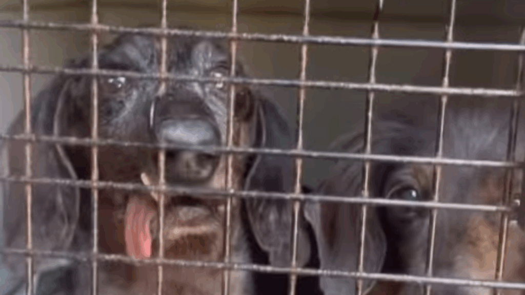 Idoso e ceguinho, cão salsicha é o único de 42 resgatados que ainda não encontrou um lar definitivo