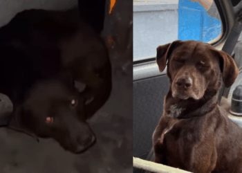 "Não sirvo para guarda": cãozinho dócil sofre ataques em fábrica por não ter instinto territorial e busca uma família