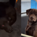 "Não sirvo para guarda": cãozinho dócil sofre ataques em fábrica por não ter instinto territorial e busca uma família