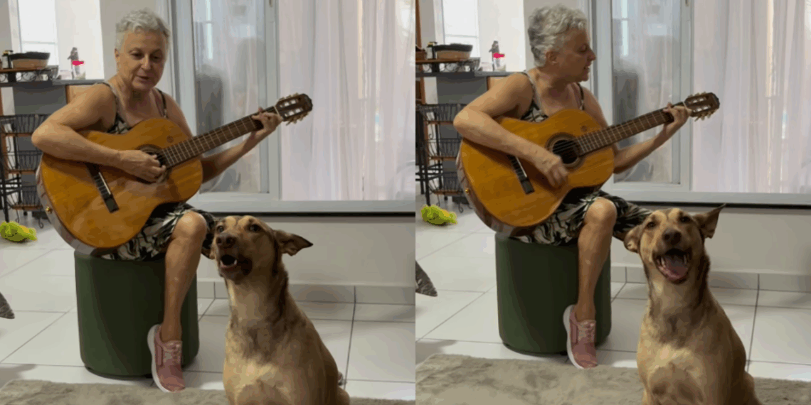 Resgatada de um lixão, vira-lata Peggy aprende a cantar no momento certo e faz sucesso na internet