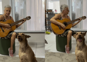 Resgatada de um lixão, vira-lata Peggy aprende a cantar no momento certo e faz sucesso na internet